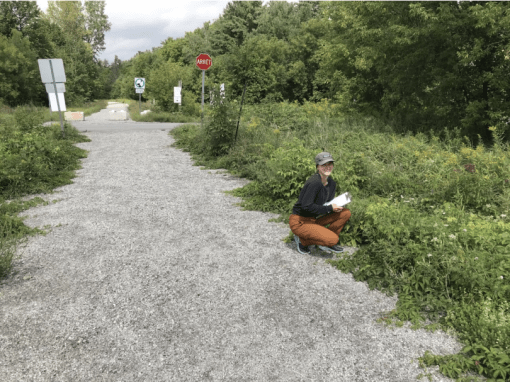 Chelsea Community Trail: Noxious and Invasive Plant Survey