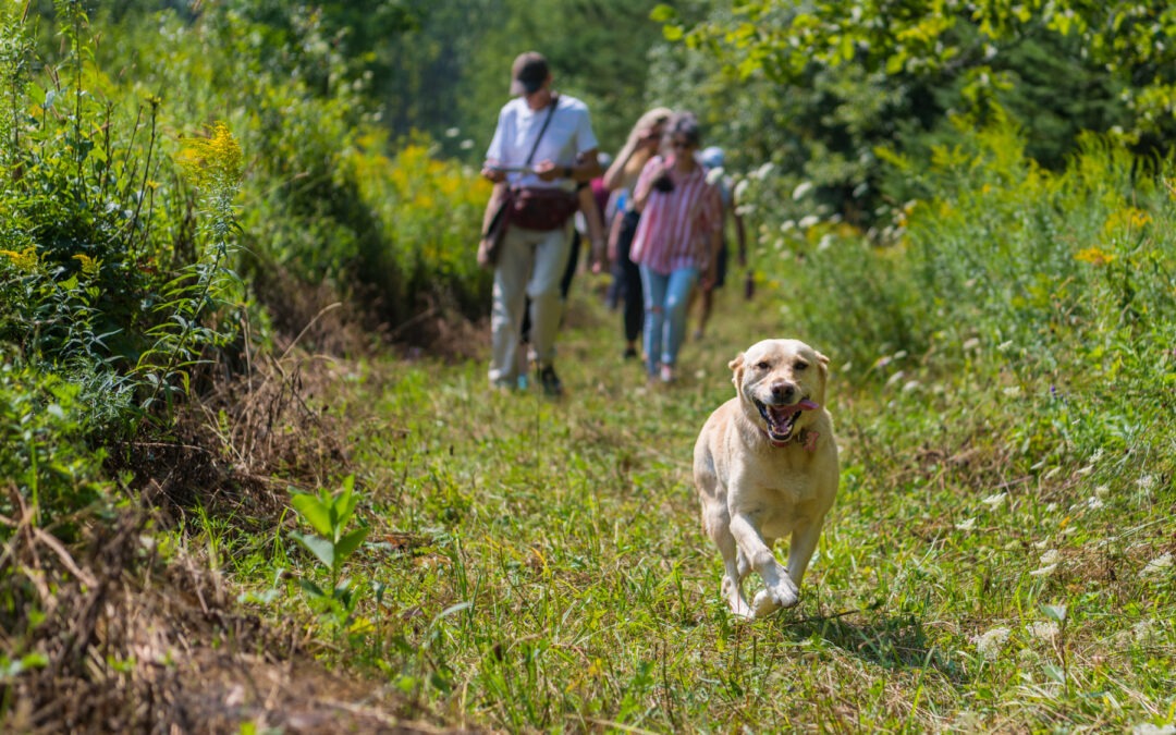Hike 2: Fields to Forest