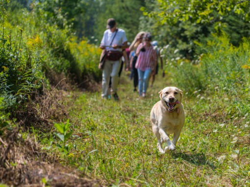 Hike 2: Fields to Forest