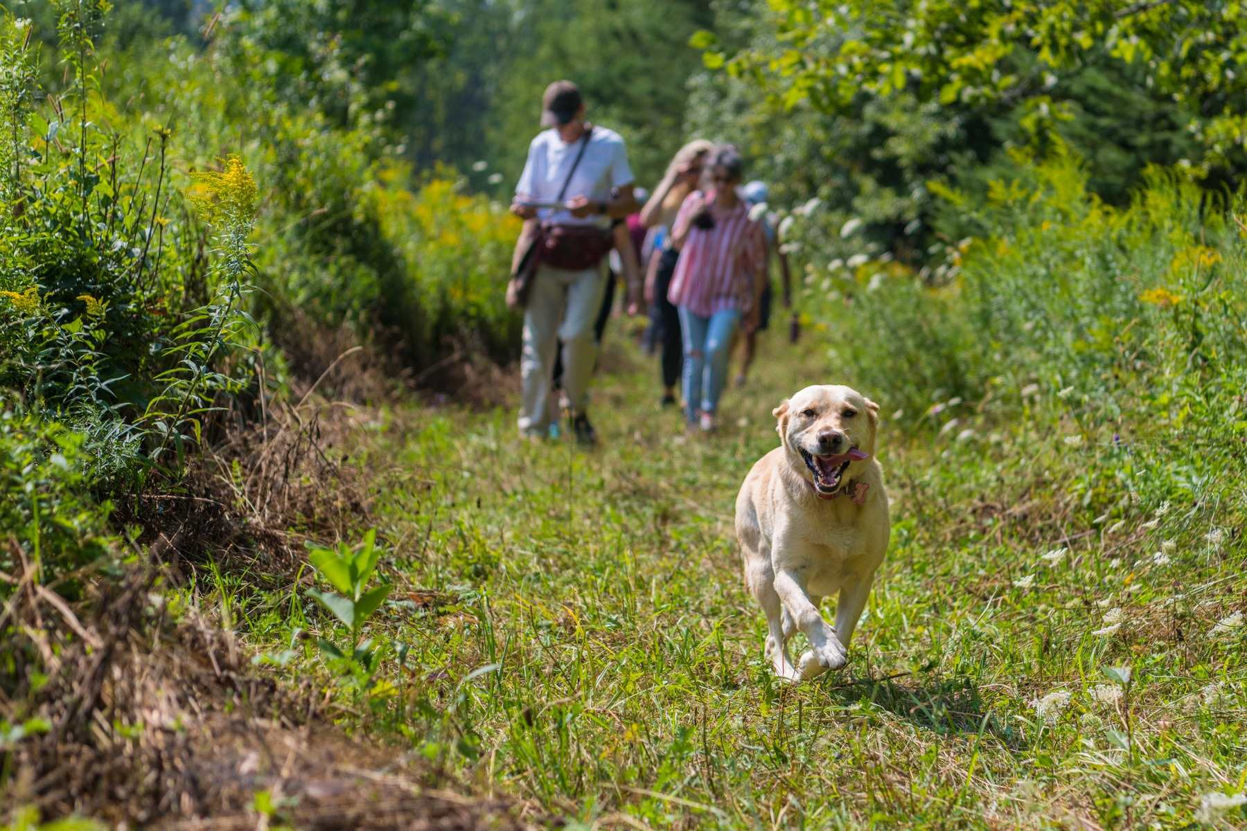 Golden lab running with tongue hanging out