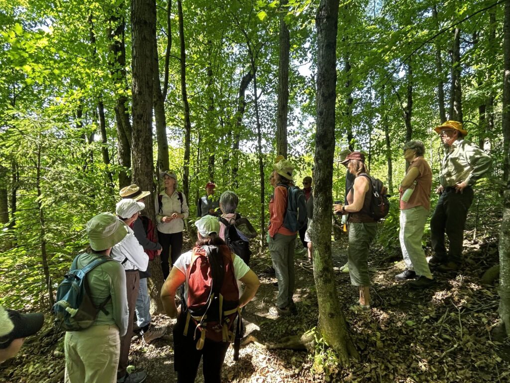 Group of people hiking in the woods
