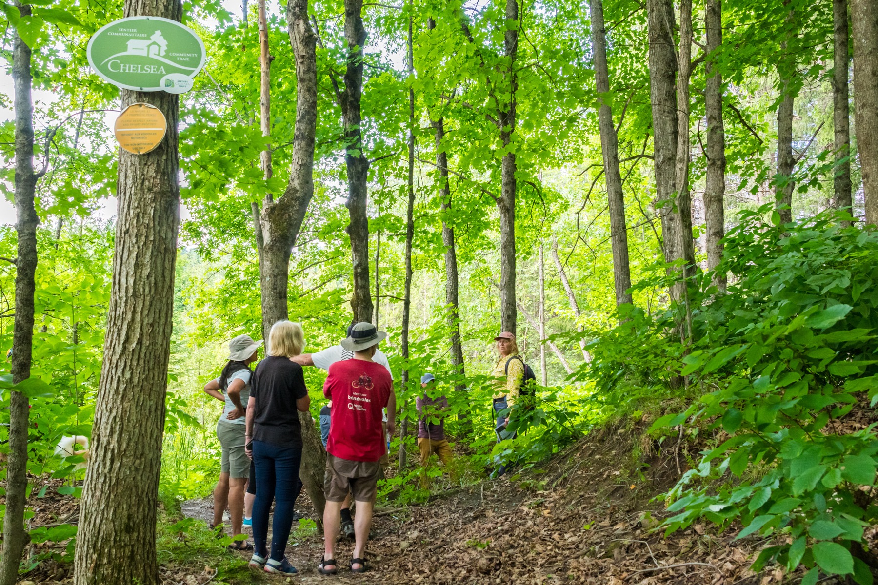 Groupe de personnes en randonnée dans les bois